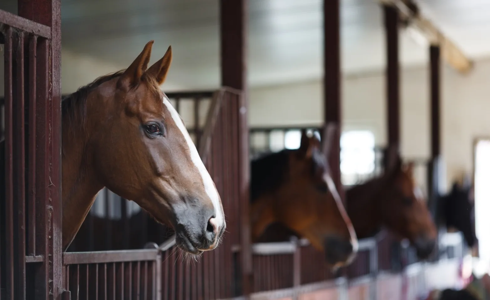 Horses in a line standing in their individual stables